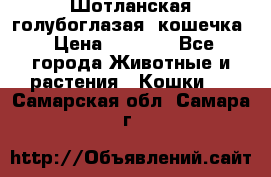 Шотланская голубоглазая  кошечка › Цена ­ 5 000 - Все города Животные и растения » Кошки   . Самарская обл.,Самара г.